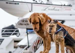dogs with pet trackers with yachts on the background