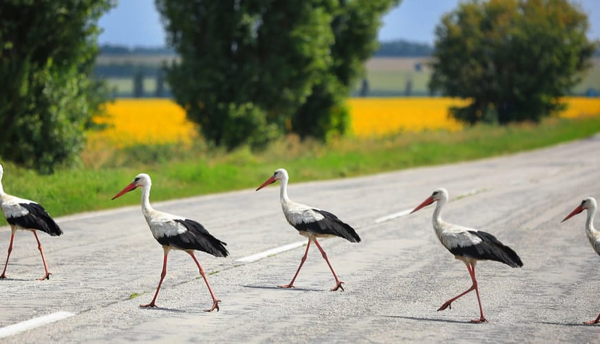 data migration process