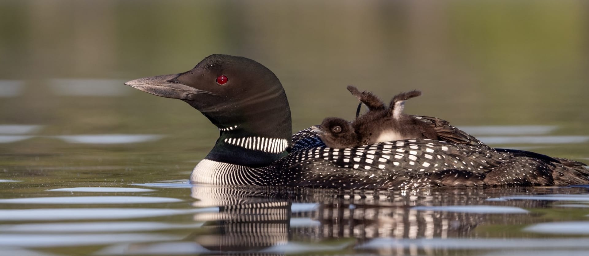 a-common-loon-and-chick-on-a-lake-NFFFHN5 (1)