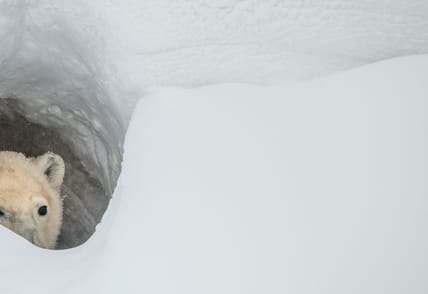 A picture of a polar bear looking out of a snow den.