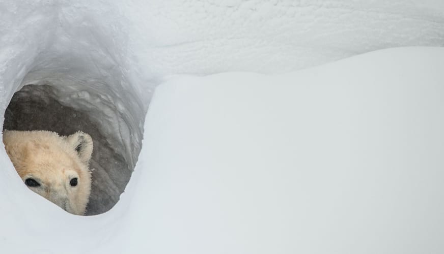 A picture of a polar bear looking out of a snow den.