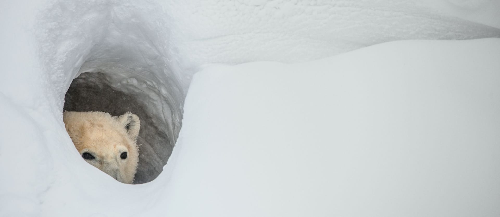 A picture of a polar bear looking out of a snow den.