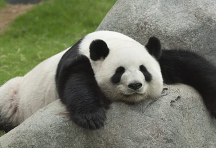 pandas library