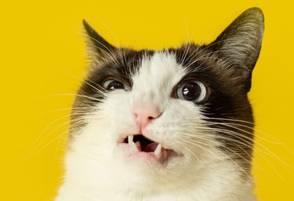 Sentiment Analysis Methods Compared and Explained