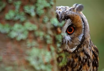 Self supervised learning SSL