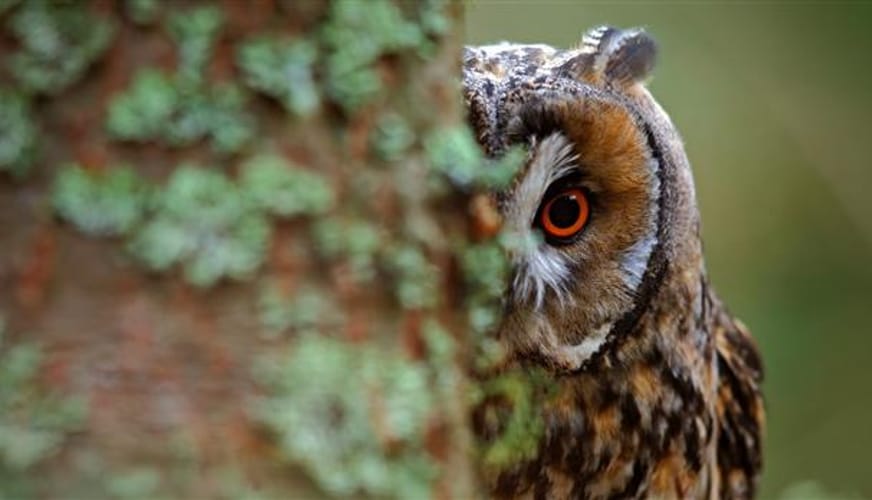 Self supervised learning SSL