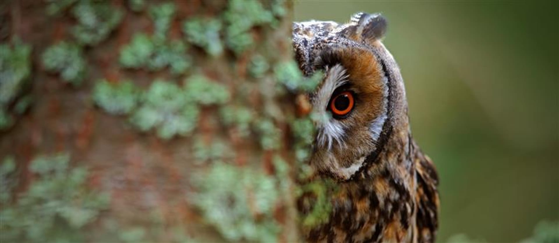 Self supervised learning SSL