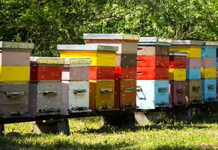 consortia feature hives