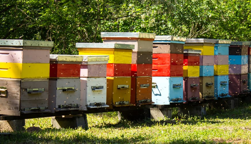 consortia feature hives