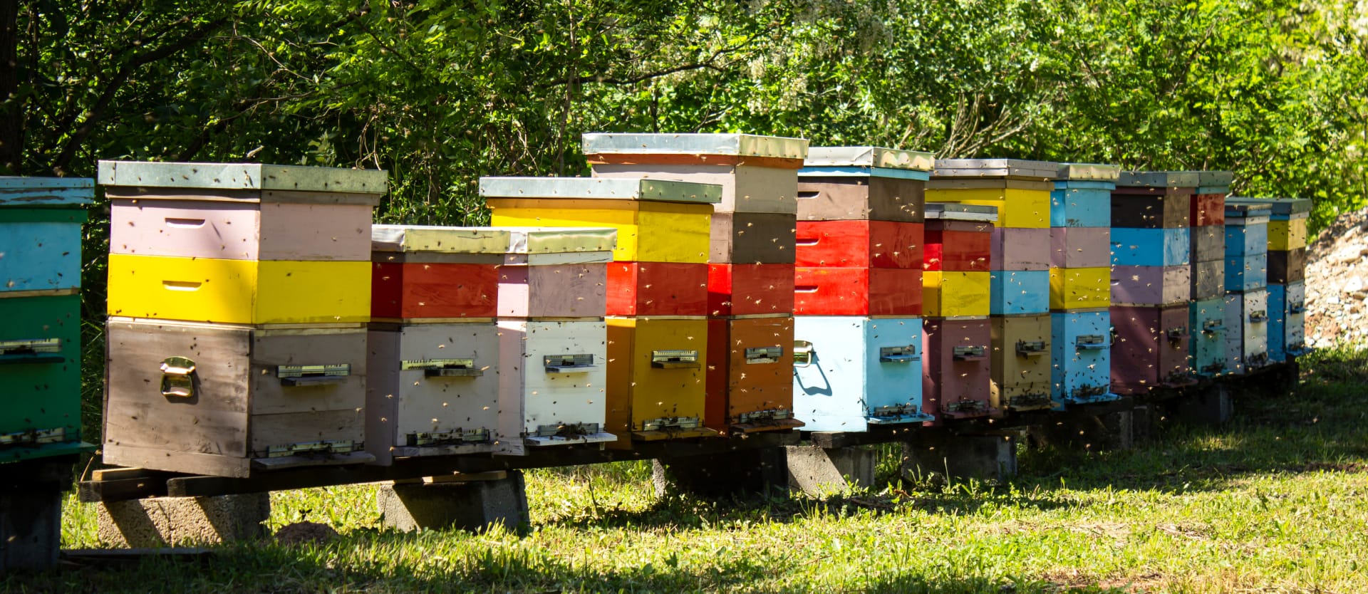 consortia feature hives