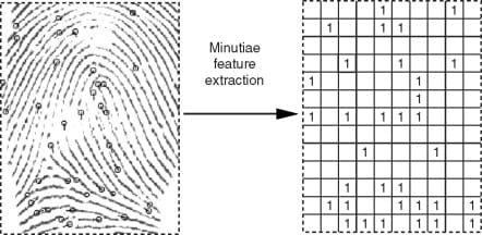 Extracting minutiae from a fingerprint scan